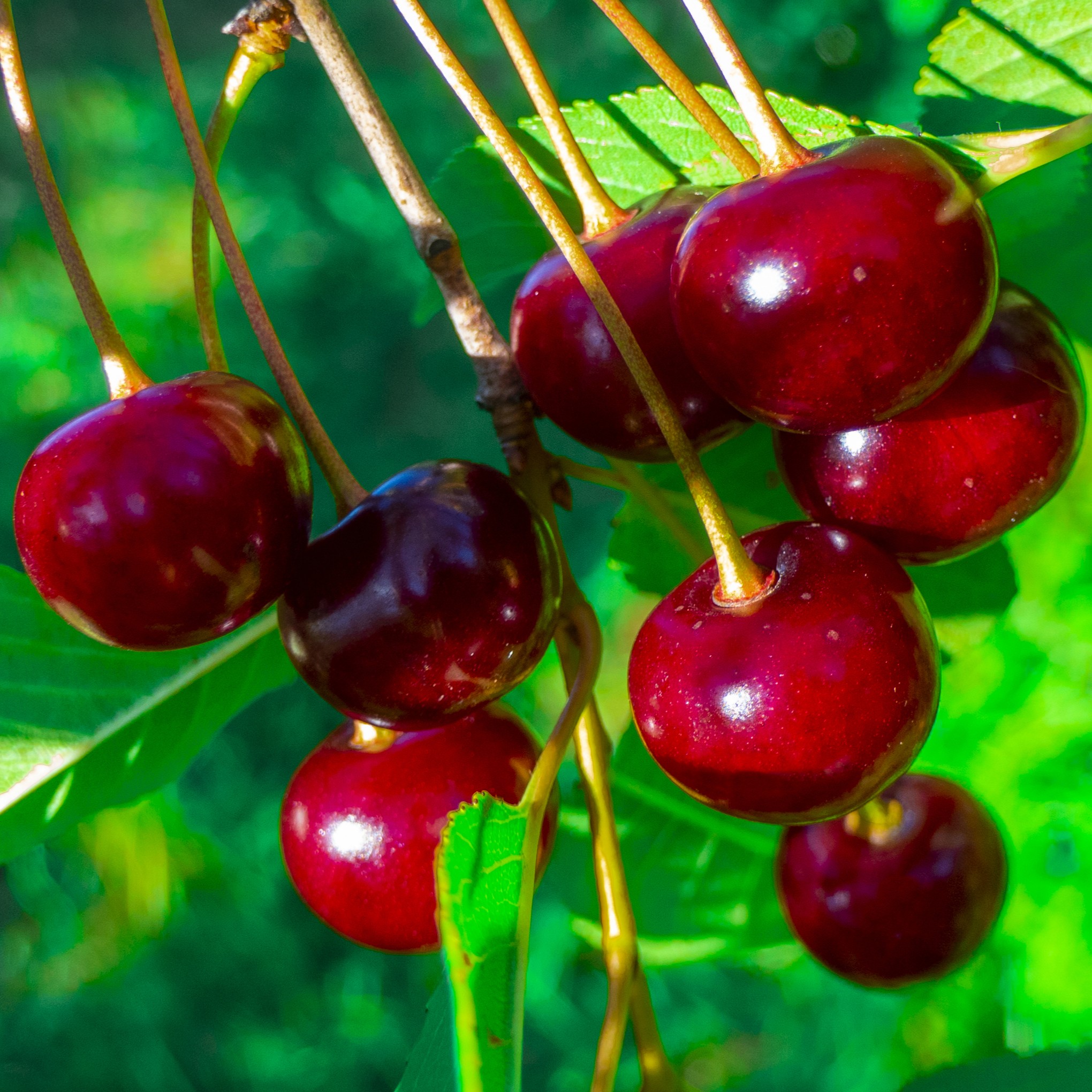 Вишня, черешня